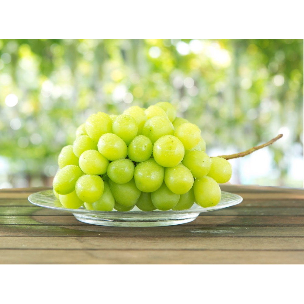 熊本「吉次園」熊本産シャインマスカット