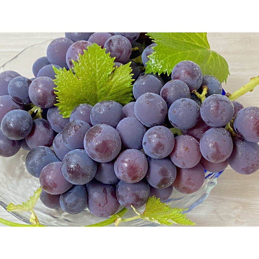 福岡・田主丸「池尻農園」ハウス巨峰